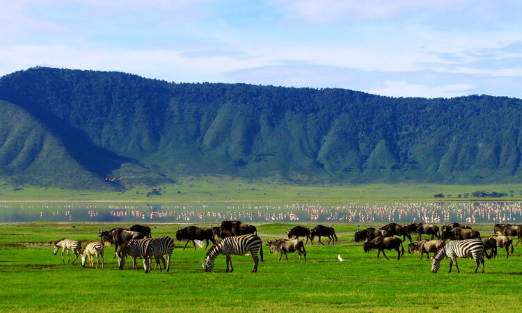 Serengeti Safari