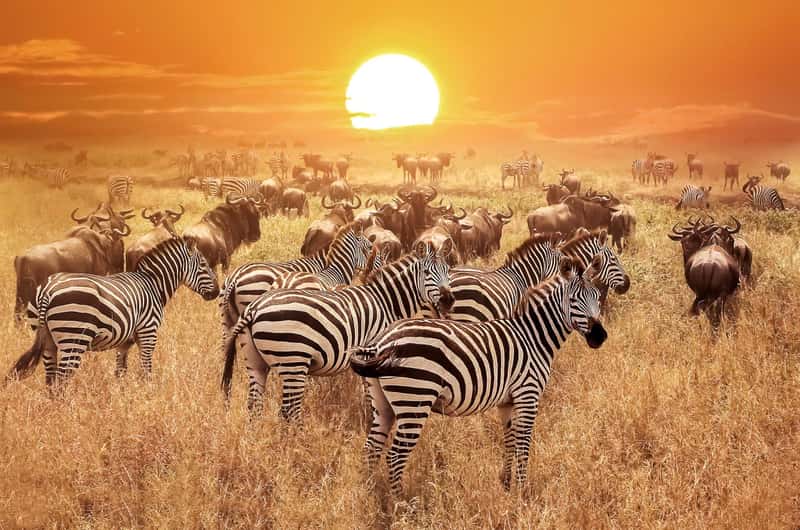 Serengeti