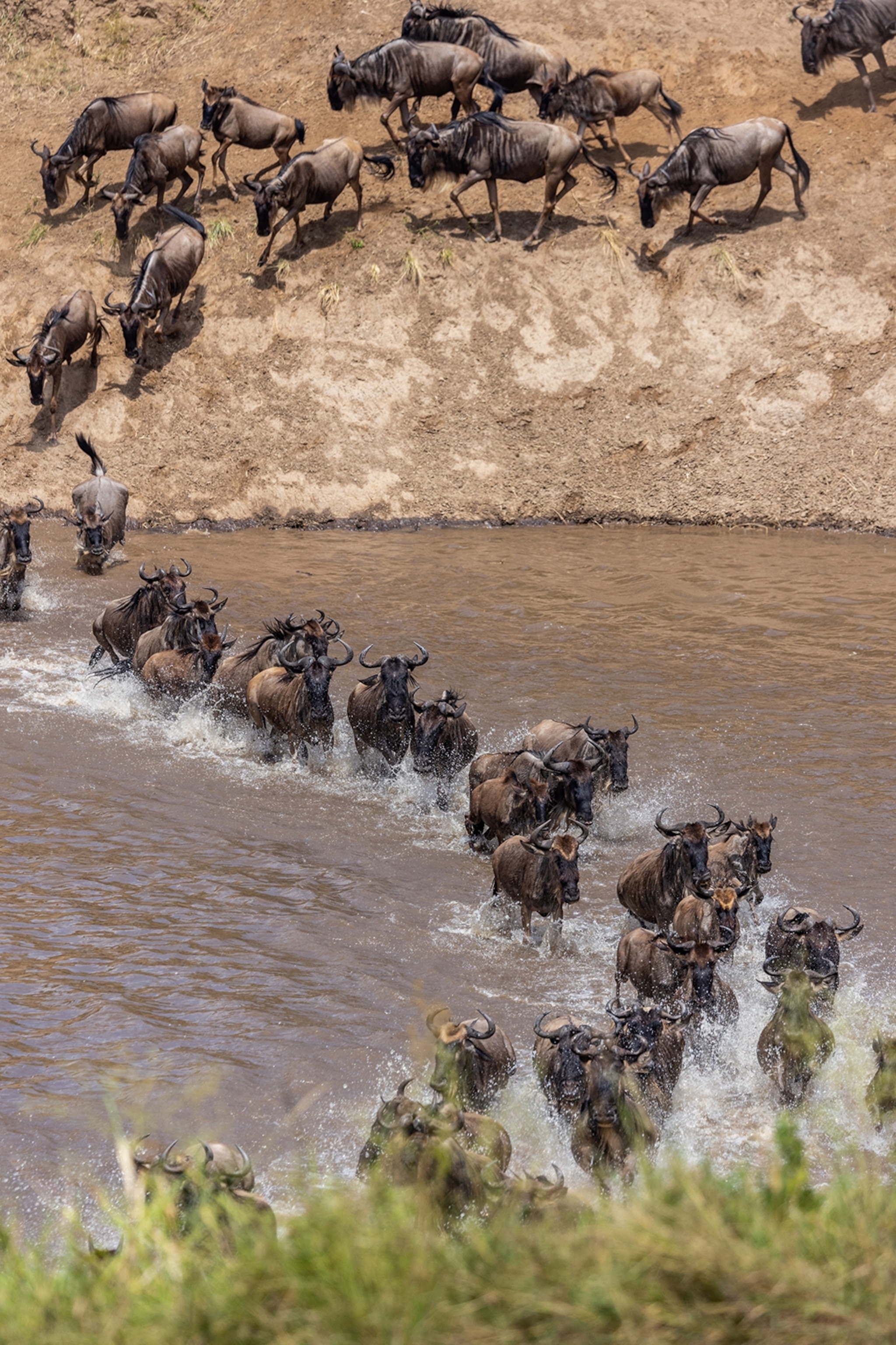 Wildebeest Migration