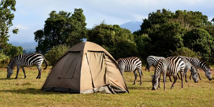 Camp